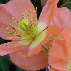 Poppy, Alpine Poppy Mix Seeds | Heat Loving Poppy in Soft Pastel Colors