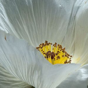 Poppy, Alba Poppy Seeds | Adorable Perennial White Poppy Blooms First Year
