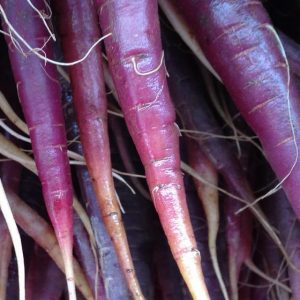 Carrot, Cosmic Purple Carrot Seeds | Gorgeous Purple Carrots with Orange Centers
