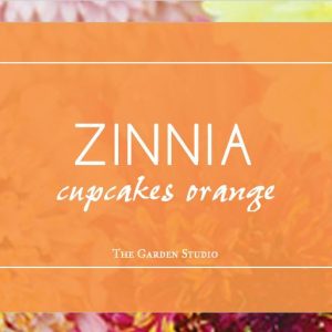 Zinnia,  Cupcakes Zinnia Rich Orange Seeds | Simply Gorgeous Intense Orange Cut Flower!