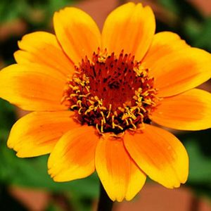 Zinnia, Soleado Zinnia Seeds | Vibrant Flowers on Long Stems Hardy Plants Excellent Cut Flower!