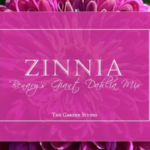 Zinnia, Benary's Giant Dahlia Mix Seeds | Exclusive Cut Grower Variety - Gorgeous Dahlia Zinnias on Long Stems - Perfect Cut Flower!