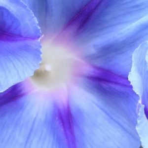 Morning Glory, Dacapo Light Blue Morning Glory Seeds | Unusual and Breathtaking Flowers on Gorgeous Deep Green Vines