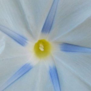 Morning Glory, Ismay Morning Glory Seeds | Unusual Color Grace Gorgeous Vines