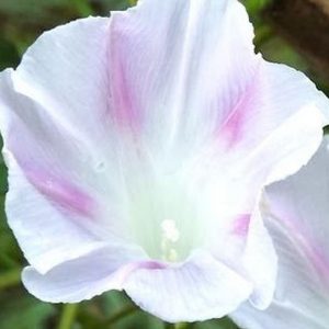 Morning Glory, Shiva Morning Glory Seeds | Elegant Climber with Pretty Bright White Blooms with Rosy Pink Interior Star
