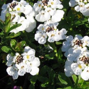 Candytuft, Snowflake Candytuft Seeds | Easy to Grow Beautiful Blanket of White Flowers on Compact Plants