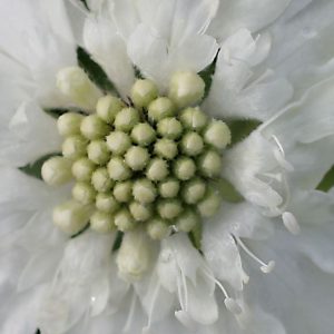 Scabiosa, Perfecta White Scabiosa | Beautiful White Dainty Flowers Cottage Garden Delight