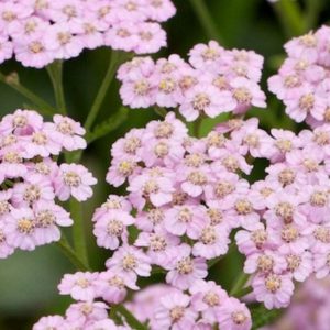 Yarrow, Flowerburst Lilac Mix Yarrow | Beautiful Lilac-Lavender Mixed Blooms and Excellent Drought Tolerant Plant | Achillea millefolium