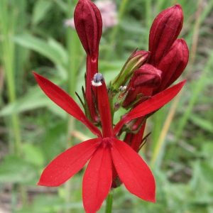 Lobelia, Cardinal Flower | Dynamic Red Flower Perennial Plant and a Humminbird Must-Have