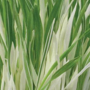 Grass, Variegated Tabby Grass | Beautiful, Delicious, Nutritious Barley Makes for Happy Tabby hordeum vulgare