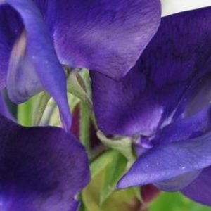 Sweet Pea, Marine Blue Sweet Pea Seeds | Gorgeous Color Strong Stems Heirloom Flower Highly Fragrant lathyrus odoratus