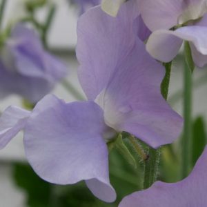 Sweet Pea, Lavender de Provence Sweet Pea Seeds | Delicate Lavender  Flowers  Excellent Cut Flower Highly Fragrant lathyrus odoratus