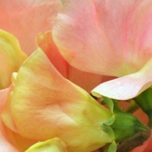 Sweet Pea, Creamy Salmon Pink Sweet Pea Seeds | Pastel Salmon Pink Flowers  Excellent Cut Flower Highly Fragrant lathyrus odoratus