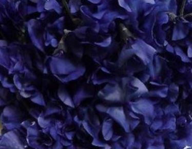 Sweet Pea, Brooklyn Blue Sweet Pea Seeds | Deep Rich Blue  Flowers  Excellent Cut Flower Highly Fragrant lathyrus odoratus