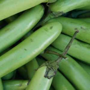 Eggplant, Eggplant Seeds Assortment |  Select Eggplant of Your Choice Louisiana Green + solanum melongena