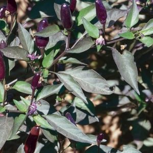 Pepper, Black Olive Pepper Seeds |Rare  Lovely Ornamental and Edible capsicum annuum